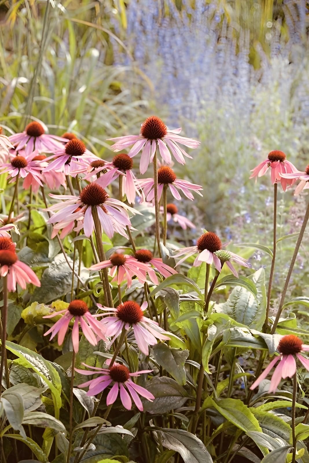 Massif d'échinacées et de vivaces plantées par l'atelier